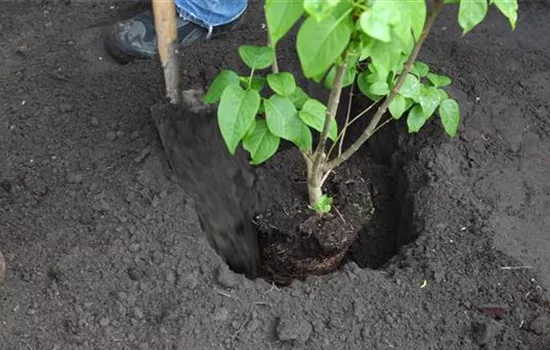 Flieder - Einpflanzen im Garten Flieder - Einpflanzen im Garten