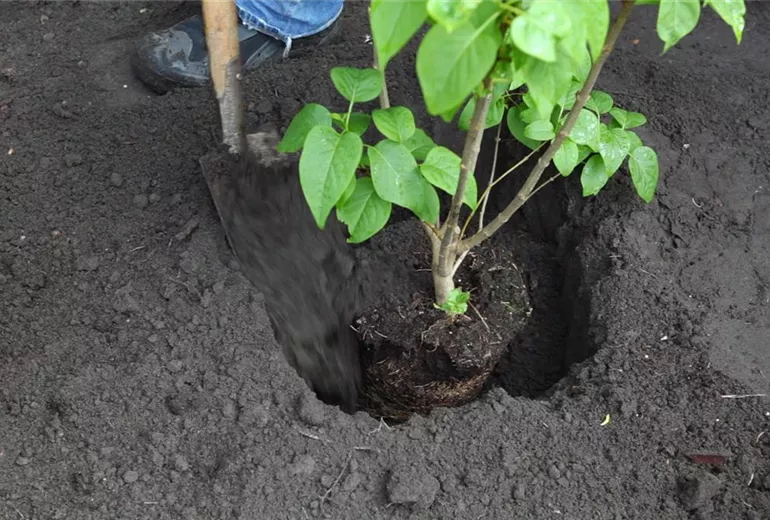 Flieder - Einpflanzen im Garten (5) Flieder - Einpflanzen im Garten (5)