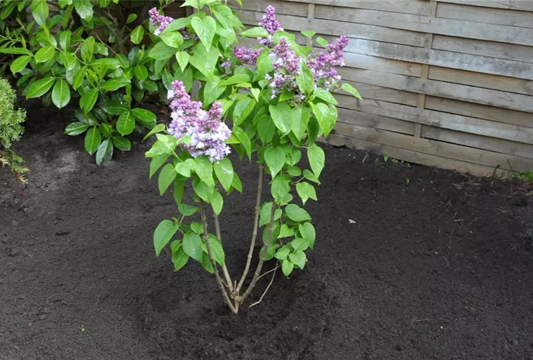 Flieder - Einpflanzen im Garten (1) Flieder - Einpflanzen im Garten (1)