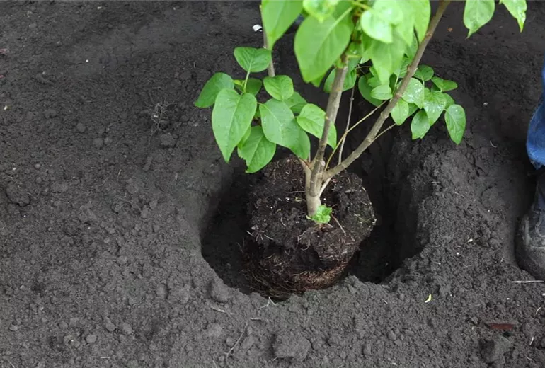 Flieder - Einpflanzen im Garten (2) Flieder - Einpflanzen im Garten (2)