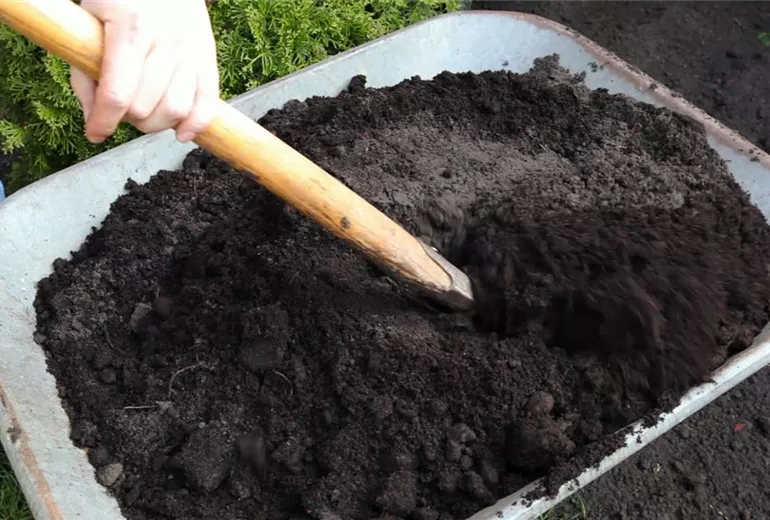 Flieder - Einpflanzen im Garten (3) Flieder - Einpflanzen im Garten (3)