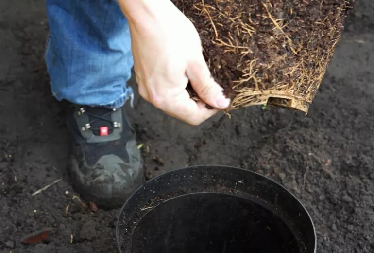 Flieder - Einpflanzen im Garten (4) Flieder - Einpflanzen im Garten (4)