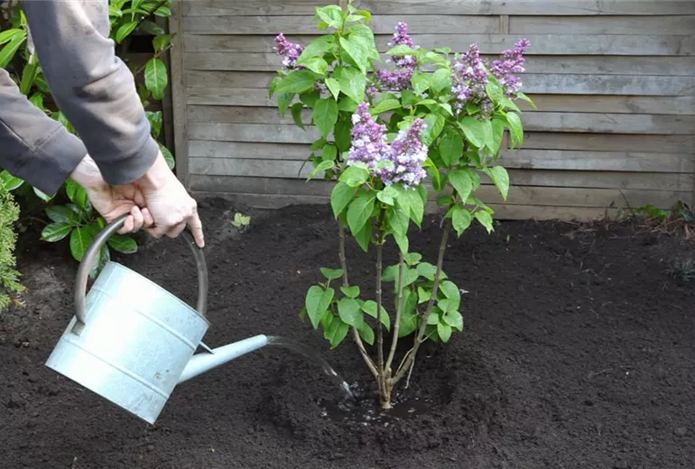 Flieder - Einpflanzen im Garten (6) Flieder - Einpflanzen im Garten (6)