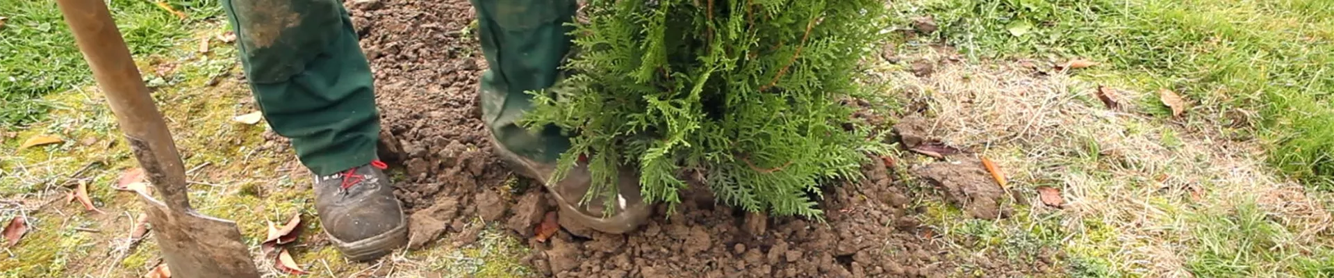 Lebensbaum - Einpflanzen im Garten (5)