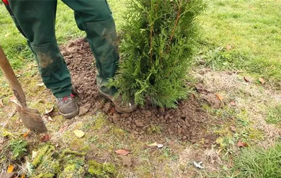 Lebensbaum - Einpflanzen im Garten Lebensbaum - Einpflanzen im Garten