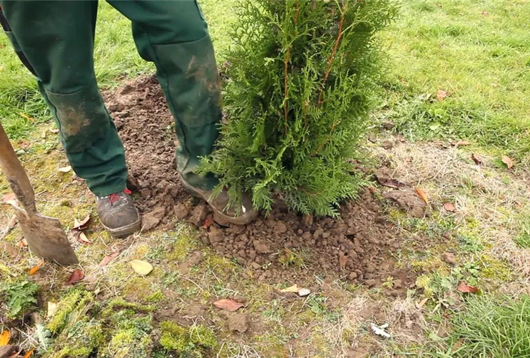 Lebensbaum - Einpflanzen im Garten (5)