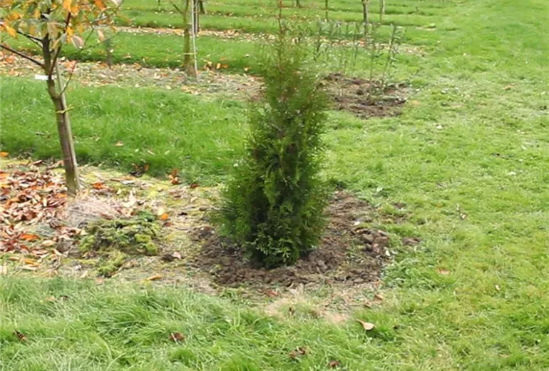 Lebensbaum - Einpflanzen im Garten (1)
