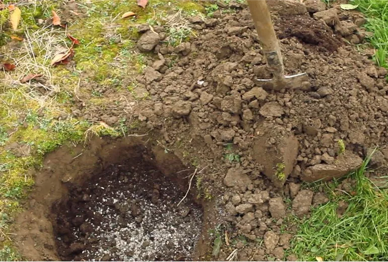 Lebensbaum - Einpflanzen im Garten (2)