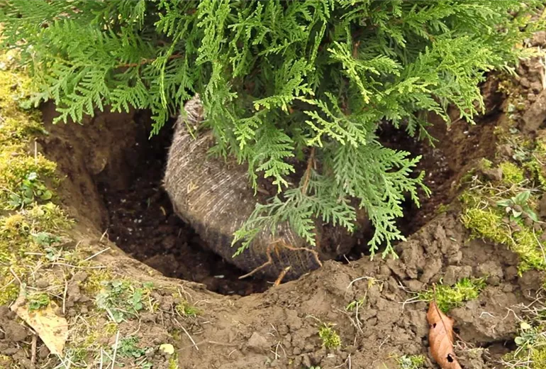 Lebensbaum - Einpflanzen im Garten (3)