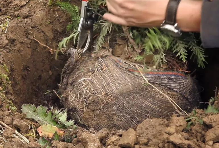 Lebensbaum - Einpflanzen im Garten (4)