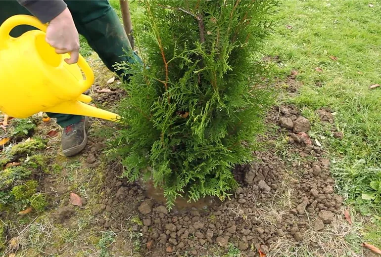 Lebensbaum - Einpflanzen im Garten (6)