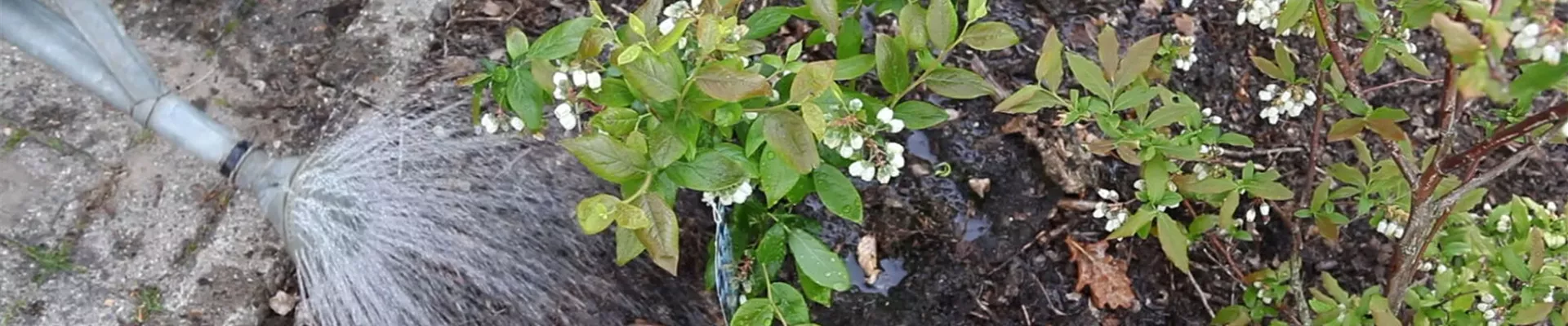 Heidelbeeren - Einpflanzen im Garten (6)
