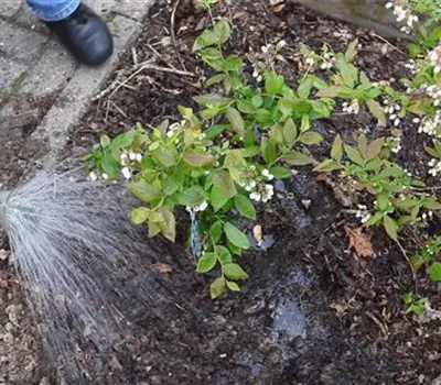 Heidelbeeren - Einpflanzen im Garten