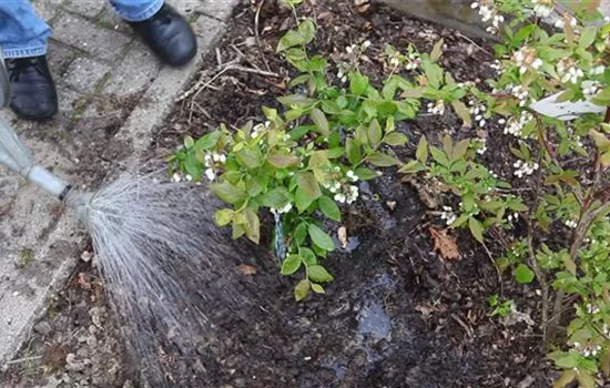 Heidelbeeren - Einpflanzen im Garten Heidelbeeren - Einpflanzen im Garten
