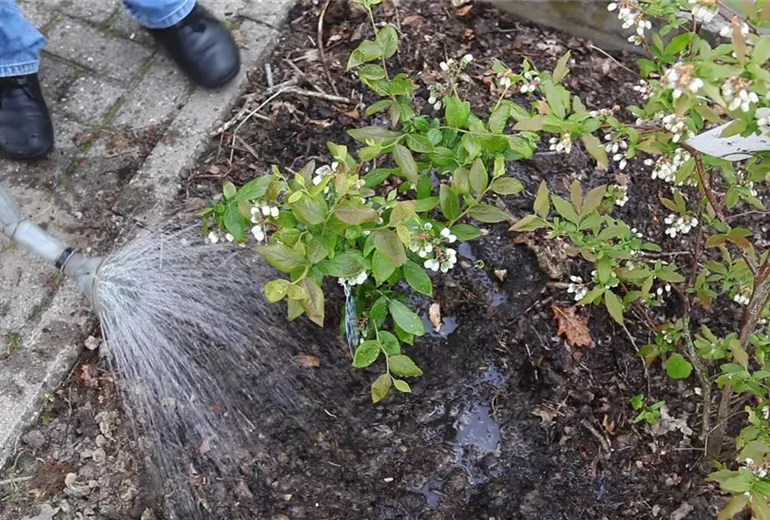 Heidelbeeren - Einpflanzen im Garten (6)