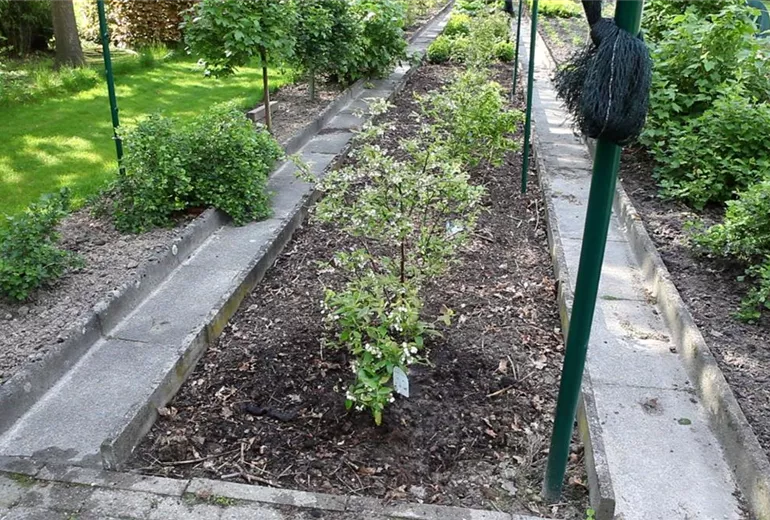 Heidelbeeren - Einpflanzen im Garten (1)