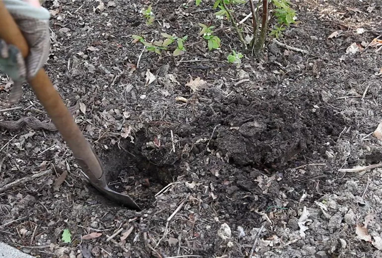 Heidelbeeren - Einpflanzen im Garten (2)