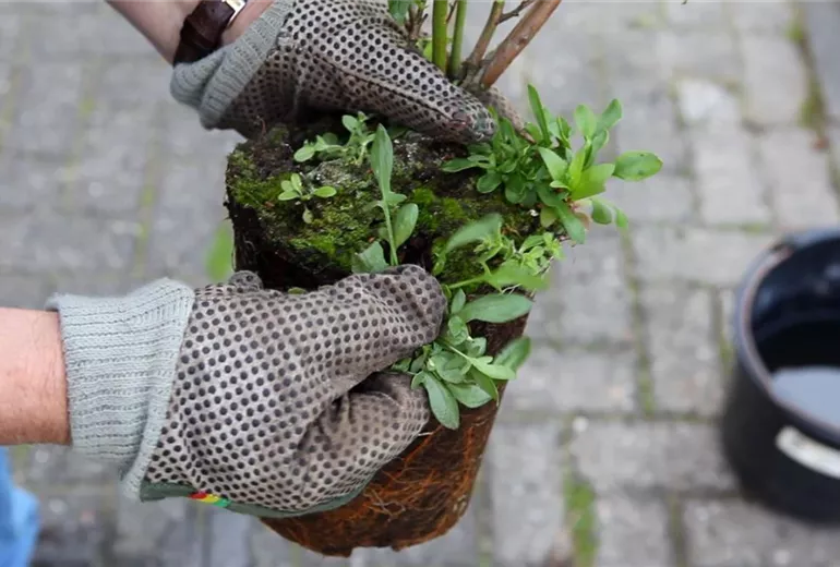 Heidelbeeren - Einpflanzen im Garten (3)