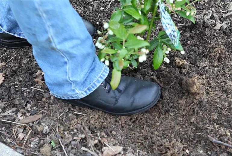Heidelbeeren - Einpflanzen im Garten (4)