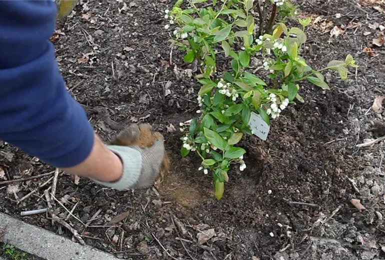 Heidelbeeren - Einpflanzen im Garten (5)
