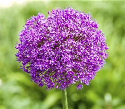 Allium macleanii 'Globemaster'