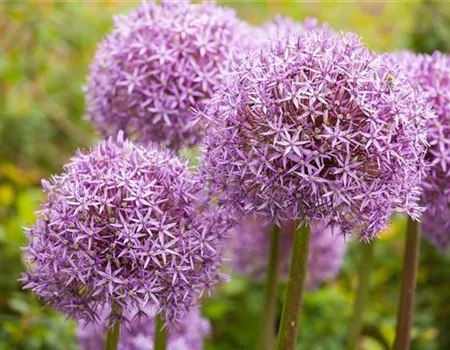 Allium – eleganter Zierlauch Allium – eleganter Zierlauch