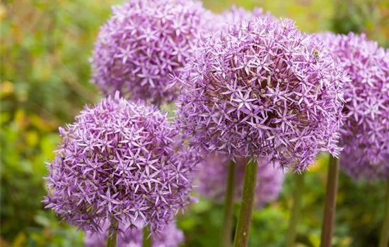 Allium – pflegeleichter Zierlauch als Gartenschmuck