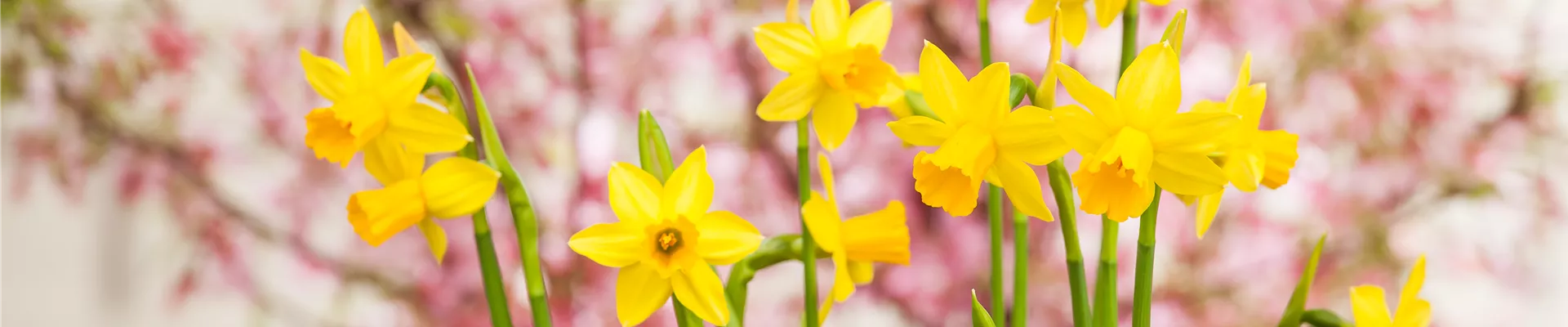 Narcissus, gelb Narcissus, gelb