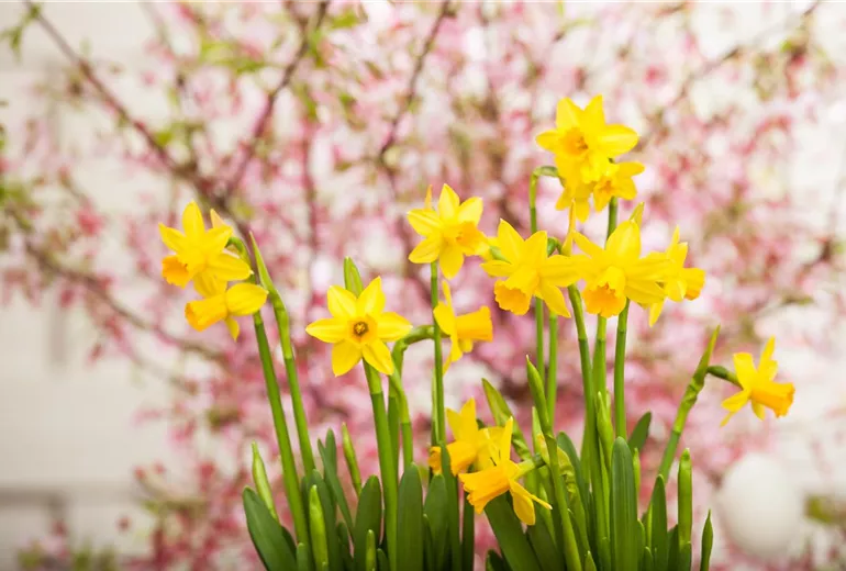 Narcissus, gelb Narcissus, gelb