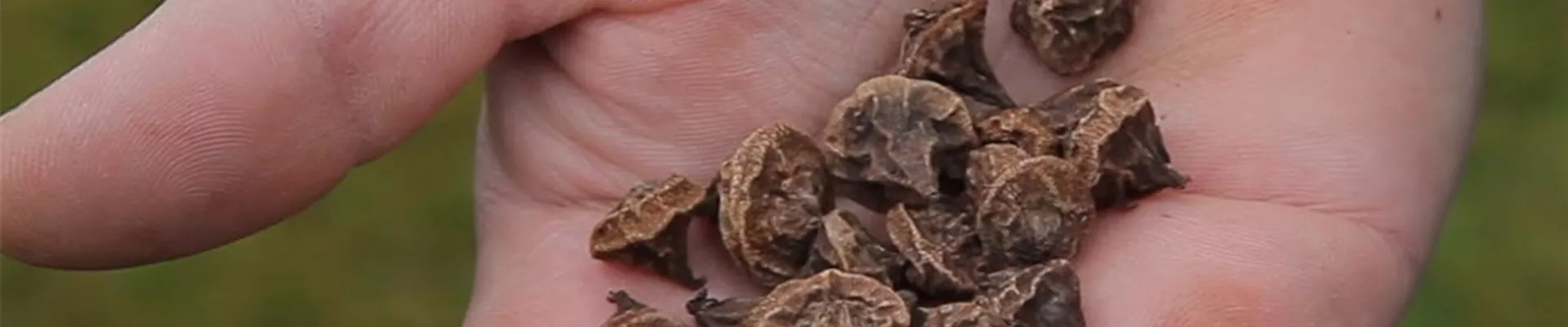 Anemonen - Blumenzwiebeln einpflanzen (Anleitung - 1)