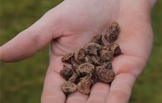 Anemonen - Blumenzwiebeln einpflanzen Anemonen - Blumenzwiebeln einpflanzen