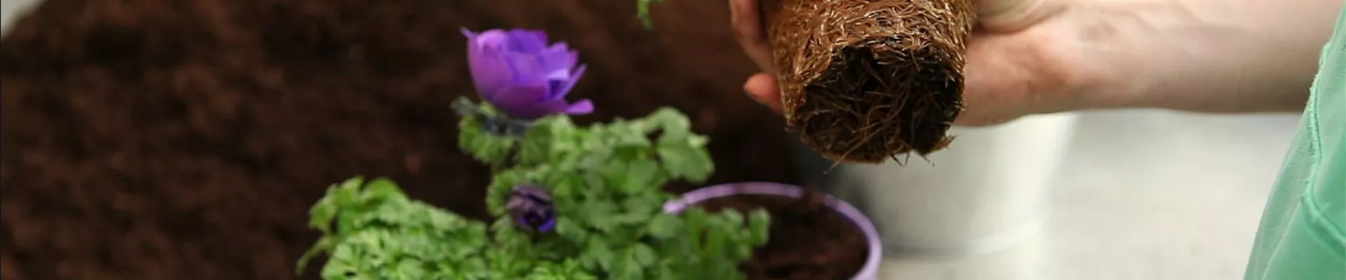 Anemonen - Einpflanzen in ein Gefäß (4) Anemonen - Einpflanzen in ein Gefäß (4)