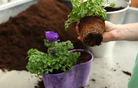 Anemonen - Einpflanzen in ein Gefäß Anemonen - Einpflanzen in ein Gefäß