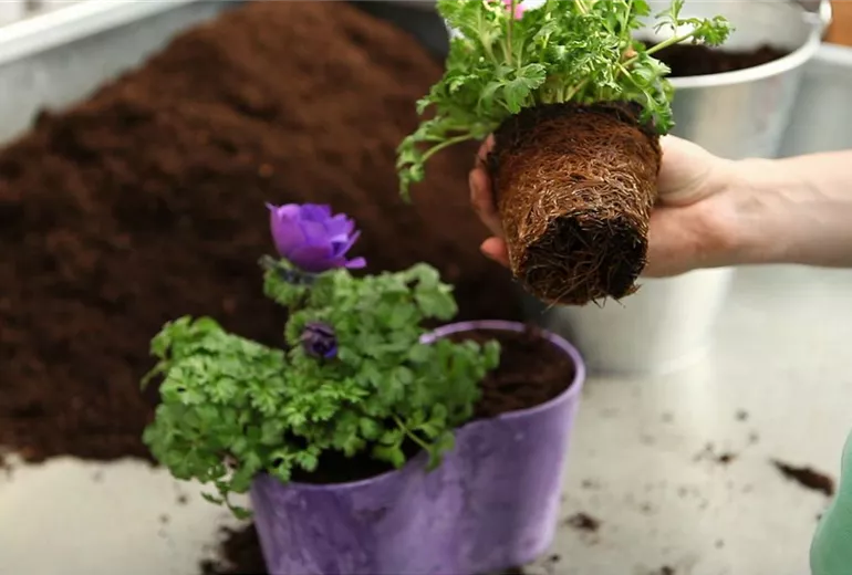 Anemonen - Einpflanzen in ein Gefäß (4) Anemonen - Einpflanzen in ein Gefäß (4)