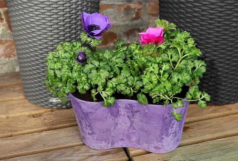 Anemonen - Einpflanzen in ein Gefäß (1) Anemonen - Einpflanzen in ein Gefäß (1)