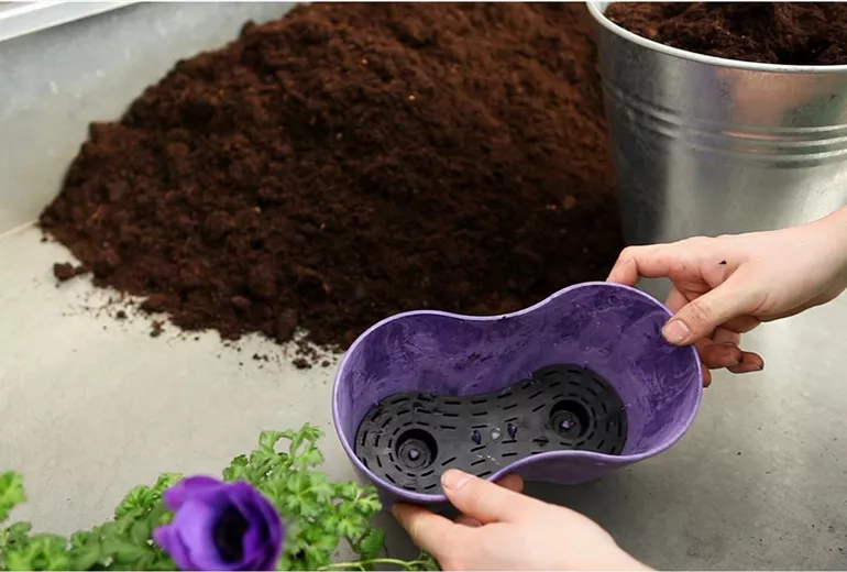 Anemonen - Einpflanzen in ein Gefäß (2) Anemonen - Einpflanzen in ein Gefäß (2)