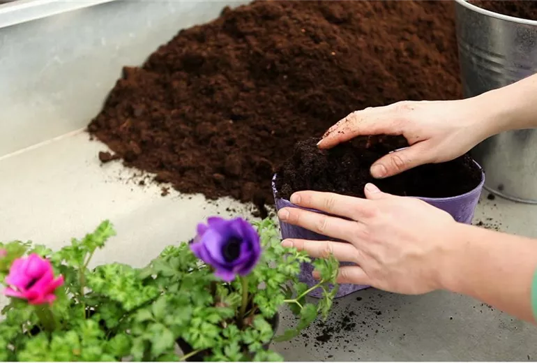 Anemonen - Einpflanzen in ein Gefäß (3) Anemonen - Einpflanzen in ein Gefäß (3)