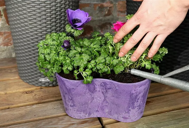 Anemonen- Einpflanzen in ein Gefäß (5) Anemonen- Einpflanzen in ein Gefäß (5)