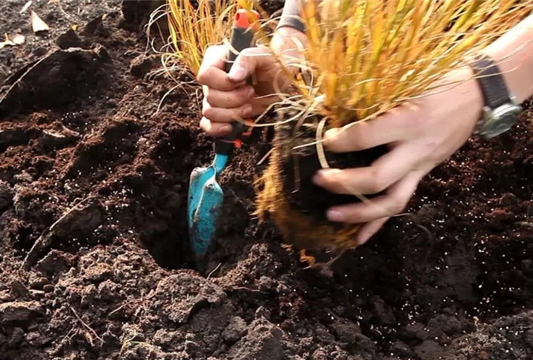 Gräser - Einpflanzen im Garten (5) Gräser - Einpflanzen im Garten (5)