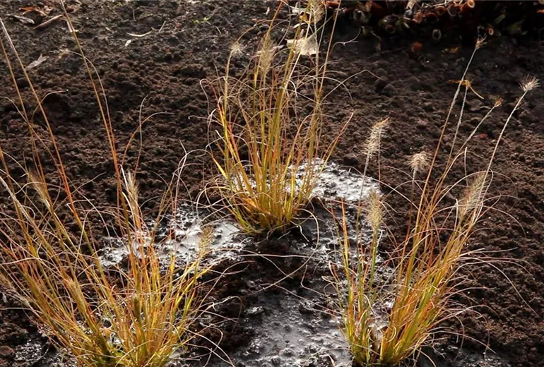 Gräser - Einpflanzen im Garten (1) Gräser - Einpflanzen im Garten (1)