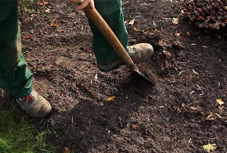 Gräser - Einpflanzen im Garten (2) Gräser - Einpflanzen im Garten (2)