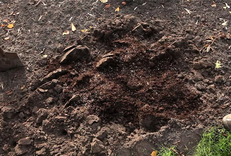 Gräser - Einpflanzen im Garten (3) Gräser - Einpflanzen im Garten (3)