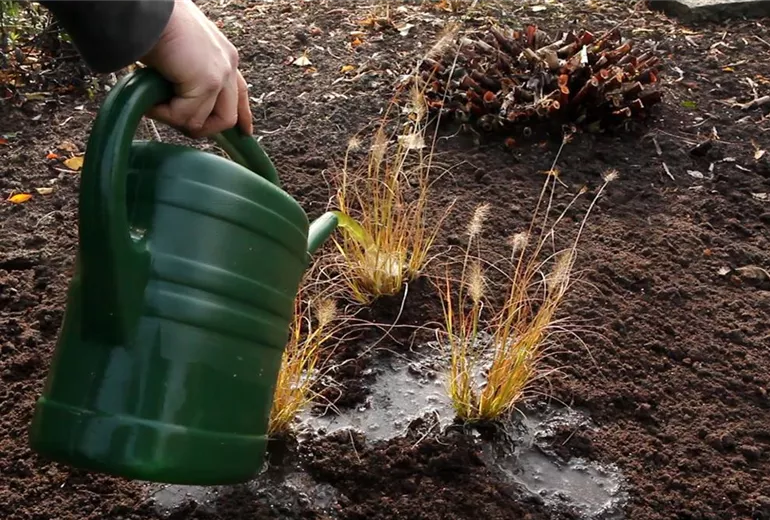 Gräser - Einpflanzen im Garten (6) Gräser - Einpflanzen im Garten (6)