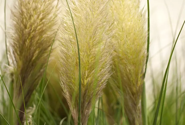 Cortaderia selloana