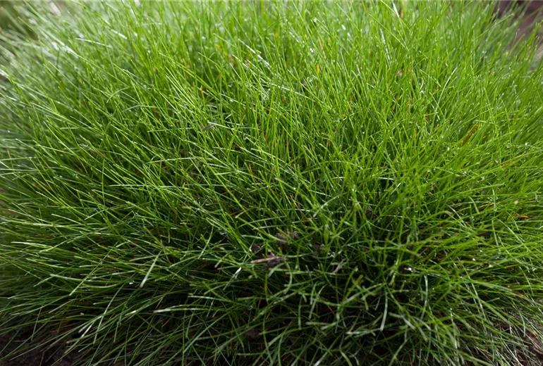 Festuca gautieri Festuca gautieri