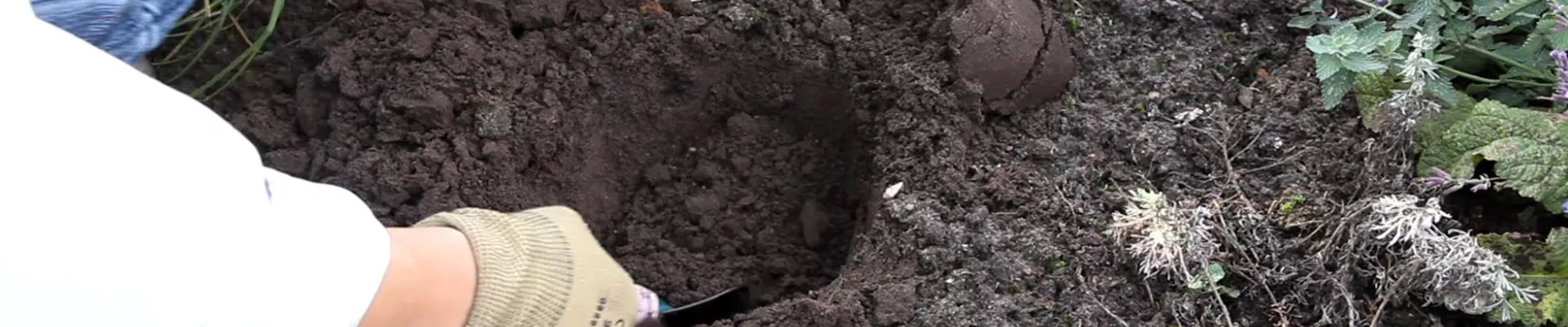 Rittersporn - Einpflanzen im Garten (2)