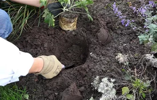 Rittersporn - Einpflanzen im Garten Rittersporn - Einpflanzen im Garten