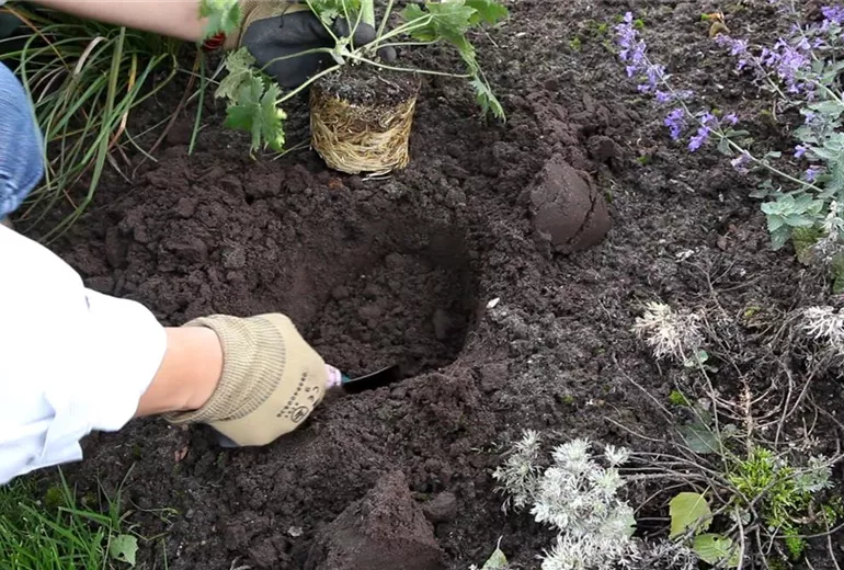 Rittersporn - Einpflanzen im Garten (2)