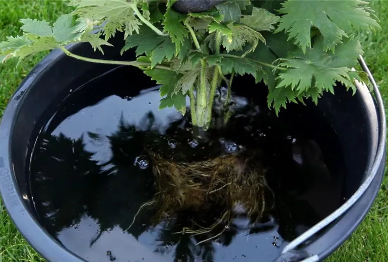 Rittersporn - Einpflanzen im Garten (4)