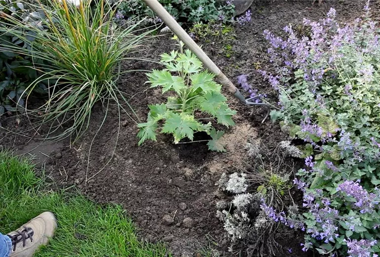 Rittersporn - Einpflanzen im Garten (5)